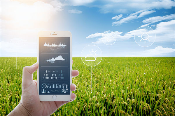 溫州種出2.1米高巨型水稻，精益生產(chǎn)怎么看？