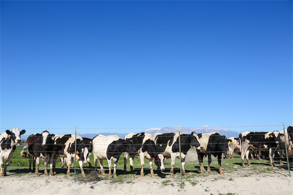 常溫純牛奶中禁止添加復(fù)原乳，集成供應(yīng)鏈怎么看？